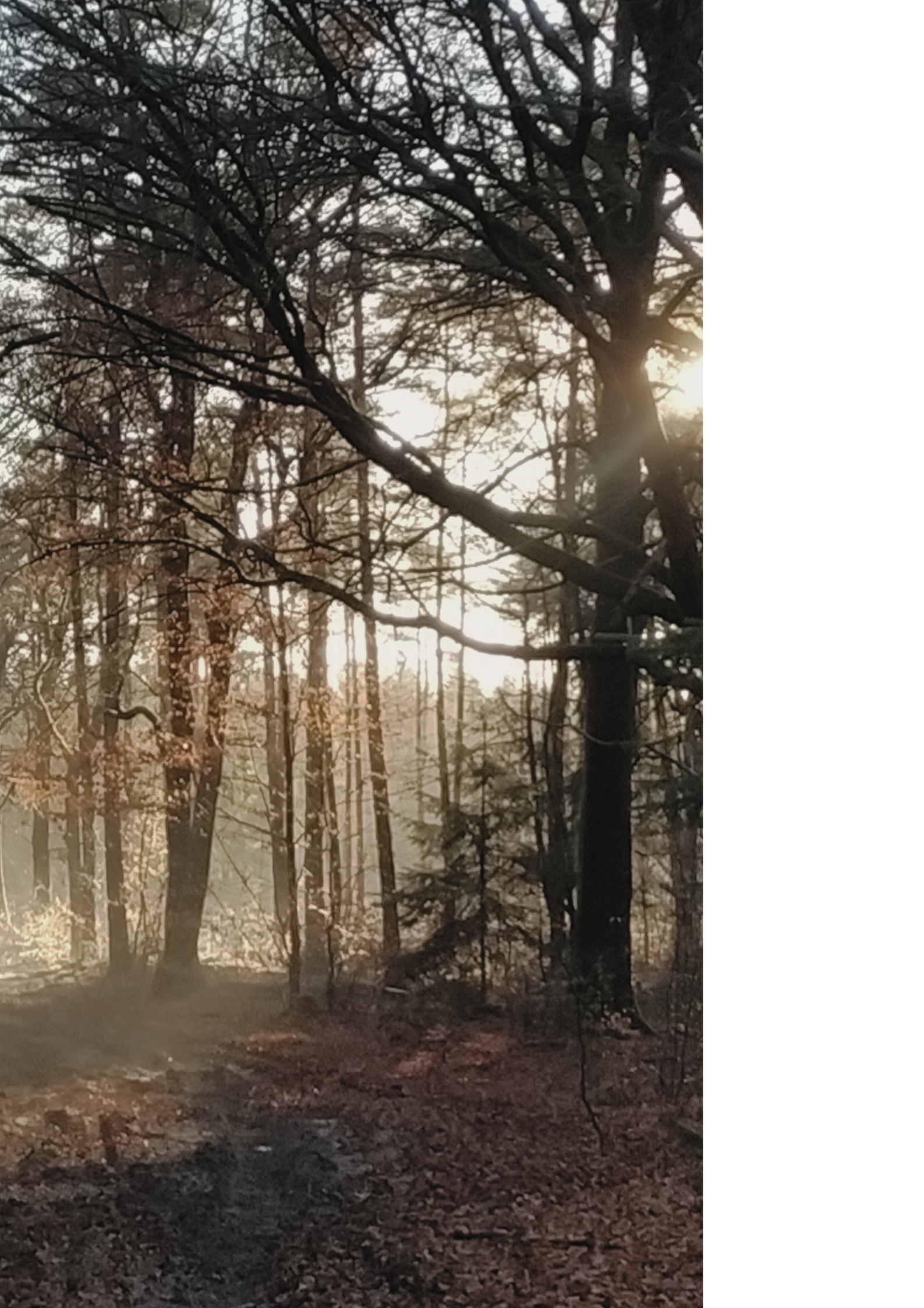 Waldgeflüster Post | Naturpost für deine kleine Auszeit