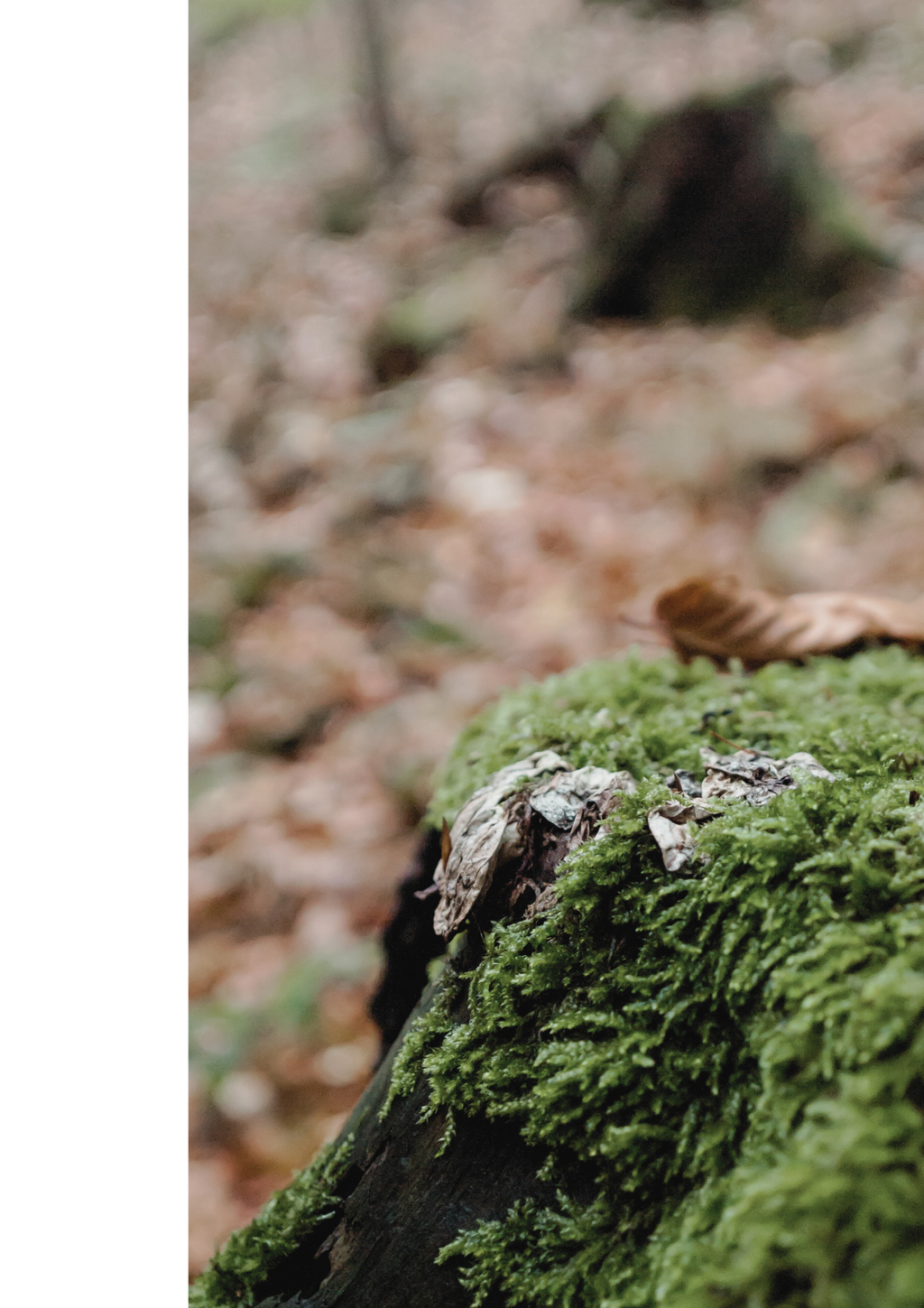 Waldgeflüster Post | Naturpost für deine kleine Auszeit